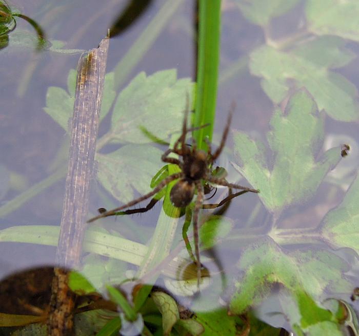 Lycosidae igrofili